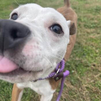 Mixed Breed Dogs Available for Adoption in Saint Charles, Missouri - Quincy | PetCurious