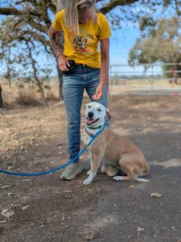 Luchita -  Terrier Dog for Adoption in Santa Rosa, California - Luchita | PetCurious