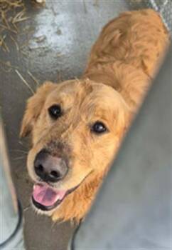 WOLF -  Golden Retriever Dog for Adoption in Hagerstown, Maryland - WOLF | PetCurious