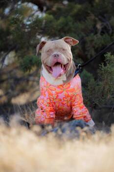 Kane -  American Staffordshire Terrier Dog for Adoption in Redmond, Oregon - Kane | PetCurious