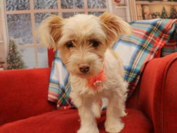 Rescue Terrier Dogs for Adoption in Fayetteville, Arkansas - Macy Parade | PetCurious