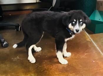 Aussie Mix Pups -  Australian Shepherd and Siberian Husky Dog for Adoption in Council Bluffs, Iowa - Aussie Mix Pups | PetCurious