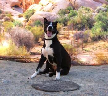 Pit Bull Terrier and Mixed Breed Dogs Available for Adoption in Thousand Palms, California - JAZZY | PetCurious