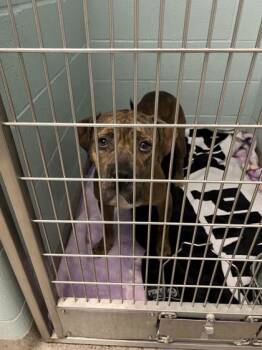 Hollyhock -  American Staffordshire Terrier and Mixed Breed Dog for Adoption in Fishers, Indiana - Hollyhock | PetCurious
