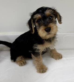 Smokey -  Yorkshire Terrier and Maltipoo Dog for Adoption in Cypress, California - Smokey | PetCurious