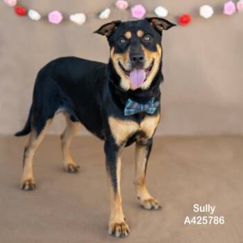SULLY -  Rottweiler and German Shepherd Dog Dog for Adoption in Conroe, Texas - SULLY | PetCurious
