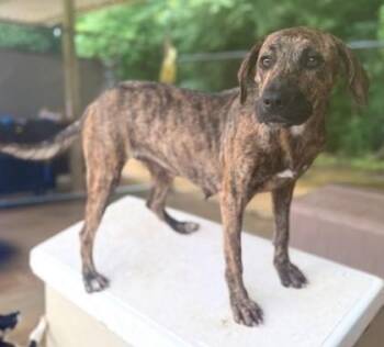 Romy -  Labrador Retriever and Mixed Breed Dog for Adoption in Morristown, New Jersey - Romy | PetCurious