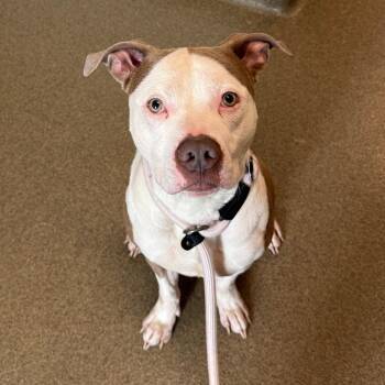 Zuko -  Pit Bull Terrier Dog for Adoption in Council Bluffs, Iowa - Zuko | PetCurious