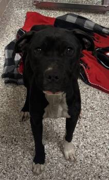 Terrier and Mixed Breed Dogs Available for Adoption - Ziggy | PetCurious