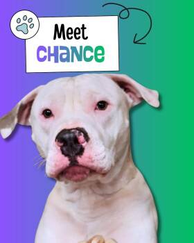 American Staffordshire Terrier Dogs Available for Adoption in Sulphur, Kentucky - Chance | PetCurious