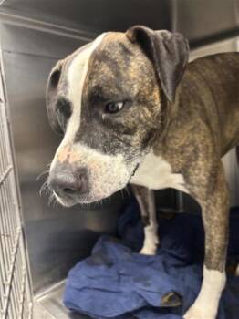 Rescue Mixed Breed Dogs for Adoption in West Chester, Pennsylvania - Lady Bug | PetCurious