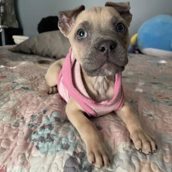 American Bully and American Staffordshire Terrier Dogs Available for Adoption - Hopper | PetCurious