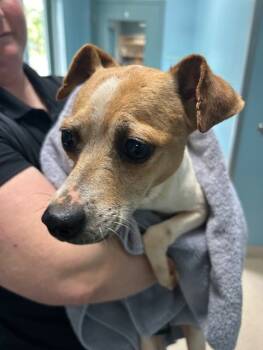 Rescue Parson Russell Terrier Dogs for Adoption in Newton, North Carolina - MISSY | PetCurious