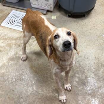Hound Dogs Available for Adoption in Tupelo, Mississippi - Winona - 050603U | PetCurious