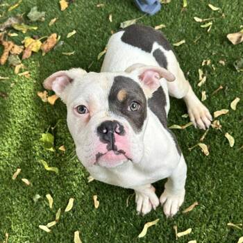 Rescue American Bulldog Dogs for Adoption in Berlin, New Jersey - Swoop | PetCurious