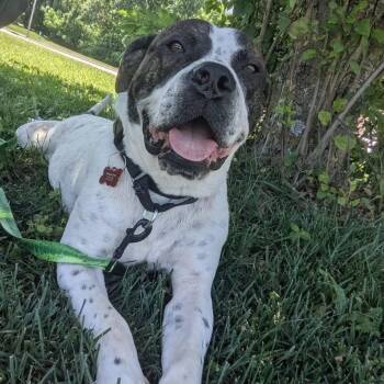 Maverick -  American Bulldog and Mixed Breed Dog for Adoption in Springfield, Missouri - Maverick | PetCurious