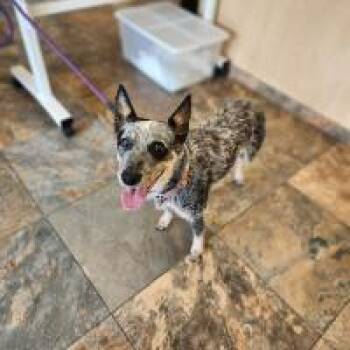 Autumn -  Australian Cattle Dog Blue Heeler Dog for Adoption in Monticello, New York - Autumn | PetCurious