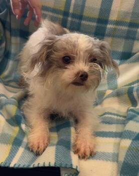 Shih Tzu Dogs Available for Adoption in Sterling, Massachusetts - Maggie 1 Yr Old Ava 5/13 | PetCurious
