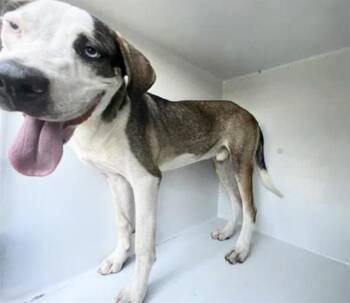 A660214 -  Pit Bull Terrier and Mixed Breed Dog for Adoption in Houston, Texas - A660214 | PetCurious