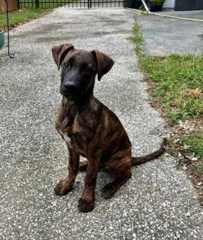 Remy -  Plott Hound Dog for Adoption in Newport, Kentucky - Remy | PetCurious