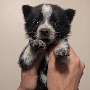 Mixed Breed Dogs Available for Adoption - Ferrero Rocher | PetCurious