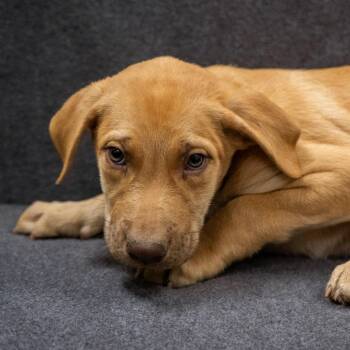 Armadillo -  Mixed Breed Dog for Adoption in Cheyenne, Wyoming - Armadillo | PetCurious