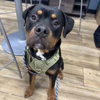 Rokkie -  Rottweiler Dog for Adoption in Newark, New Jersey - Rokkie | PetCurious