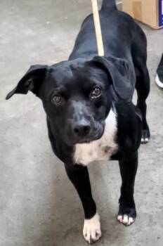 Flea -  Pit Bull Terrier Dog for Adoption in Swainsboro, Georgia - Flea | PetCurious