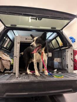 Bandit-Pluto -  Border Collie Dog for Adoption in Providence Forge, Virginia - Bandit-Pluto | PetCurious