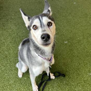 Siberian Husky Dogs Available for Adoption in West Palm Beach, Florida - Tiramisu | PetCurious