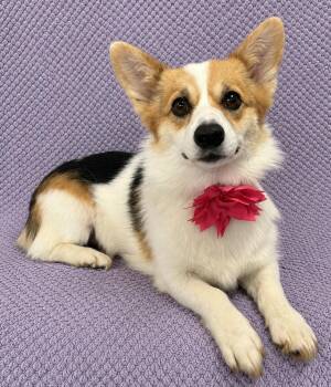 Dolly -  Pembroke Welsh Corgi Dog for Adoption in Lodi, California - Dolly | PetCurious