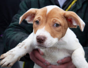 Rescue Mixed Breed Dogs for Adoption in West Chester, Pennsylvania - Ivory Fka Brigit | PetCurious