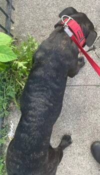 Tora -  Mixed Breed Dog for Adoption in Cincinnati, Ohio - Tora | PetCurious