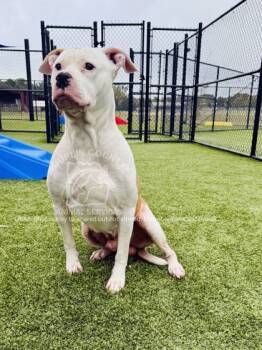 Rescue Pit Bull Terrier and Mixed Breed Dogs for Adoption in Kenansville, North Carolina - DOUX | PetCurious