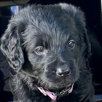 German Shepherd Dog and Flat Coated Retriever Dogs Available for Adoption - Bristol (5/13) | PetCurious