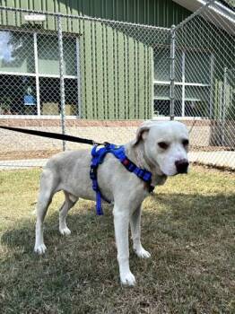 04519b Chowder -  Terrier and Mixed Breed Dog for Adoption in North Charleston, South Carolina - 04519b Chowder | PetCurious
