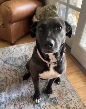 Millie -  Black Labrador Retriever and Mixed Breed Dog for Adoption in San Francisco, California - Millie | PetCurious