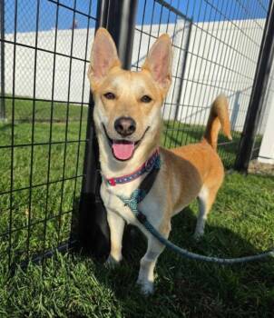Zimba -  Pembroke Welsh Corgi Dog for Adoption in Plainfield, Illinois - Zimba | PetCurious