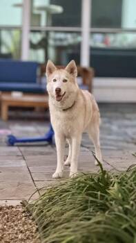 Siberian Husky Dogs Available for Adoption - Sandy | PetCurious