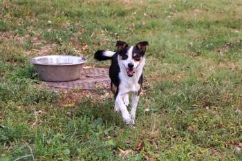 CHEETO -  Rat Terrier and Mixed Breed Dog for Adoption in St. Peters, Missouri - CHEETO | PetCurious