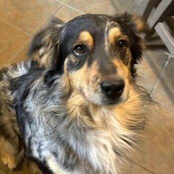 Australian Shepherd Dogs Available for Adoption in Gulfport, Mississippi - Nash | PetCurious