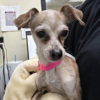 Chihuahua Dogs Available for Adoption - Luciel | PetCurious