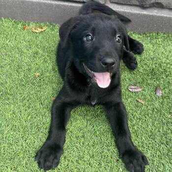 Black Labrador Retriever Dogs Available for Adoption in Loxahatchee Groves, Florida - Jasper 3040 | PetCurious