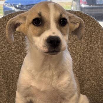 Khloe -  Mixed Breed Dog for Adoption in Medford, Oregon - Khloe | PetCurious