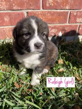 Shar Pei and Husky Dogs Available for Adoption - Raleigh | PetCurious