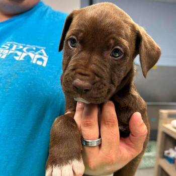 Mahogany Teakwood -  Pit Bull Terrier and Mixed Breed Dog for Adoption in Martinsville, Virginia - Mahogany Teakwood | PetCurious