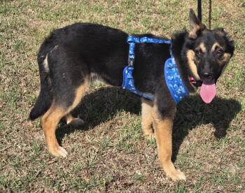 German Shepherd Dog Dogs Available for Adoption - EASTON   $425 | PetCurious