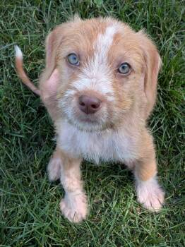 Allen -  Mixed Breed Dog for Adoption in Kenosha, Wisconsin - Allen | PetCurious