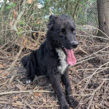 Lonestar -  Retriever Dog for Adoption in Angleton, Texas - Lonestar | PetCurious