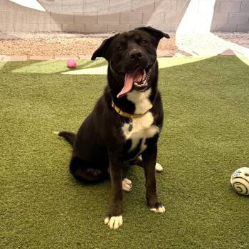 Zeek -  Labrador Retriever Dog for Adoption in Hurricane, Utah - Zeek | PetCurious